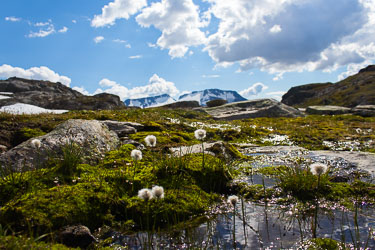 Bilder til veggpryd Bilder til veggpryd