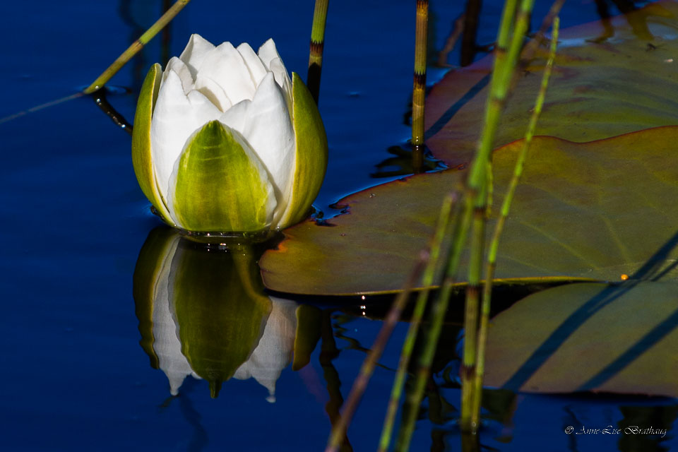 2013-07-23-650D-Smøla-027.jpg