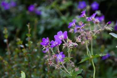 Blomster og vekster Blomster og vekster