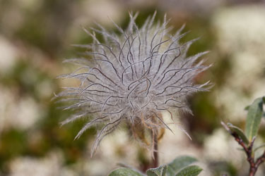 Blomster og vekster Blomster og vekster