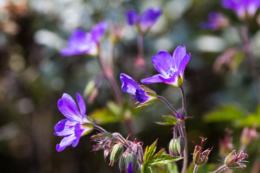 Blomster og vekster Blomster og vekster