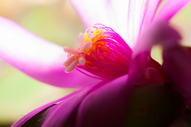 Blomster og vekster Blomster og vekster