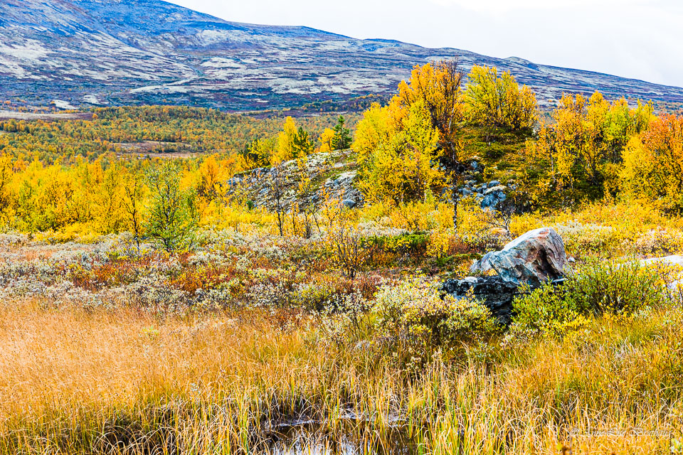 2025-09-20-R6-Dovrefjell-060.jpg