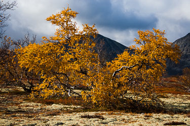 2009-350D-Sep-25-Dovre_033.jpg