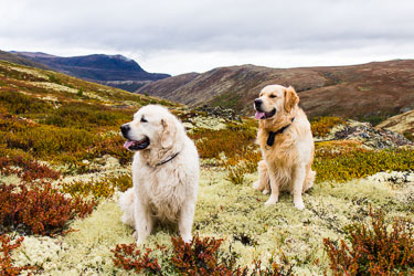 Naturens farger Naturens farger
