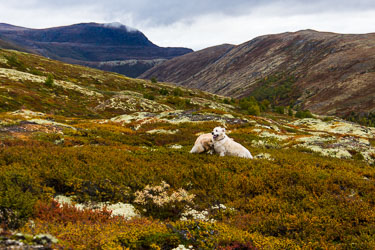 2015-09-20-650D-Dovre-011.jpg