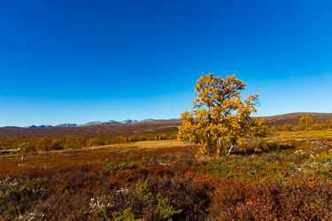 2020-09-20-R-Dovrefjell-159.jpg