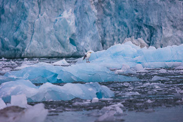 Isbreer - Noen opplevelser fra de mange isbreer på Svalbard Isbreer - Noen opplevelser fra de mange isbreer på Svalbard