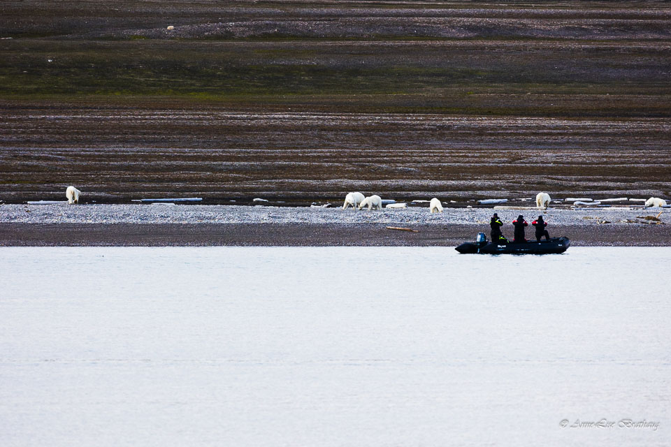 2022-08-13-R6A-Dag-3-Isbjørn-596.jpg