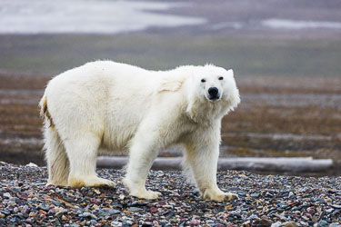 Landdyr - En titt på de landdyr Svalbard har å by på om sommeren Landdyr - En titt på de landdyr Svalbard har å by på om sommeren