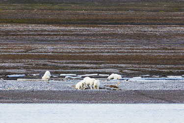 Landdyr - En titt på de landdyr Svalbard har å by på om sommeren Landdyr - En titt på de landdyr Svalbard har å by på om sommeren