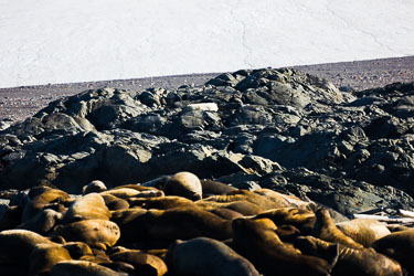 Landdyr - En titt på de landdyr Svalbard har å by på om sommeren