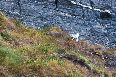 Landdyr - En titt på de landdyr Svalbard har å by på om sommeren