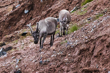 Landdyr - En titt på de landdyr Svalbard har å by på om sommeren Landdyr - En titt på de landdyr Svalbard har å by på om sommeren