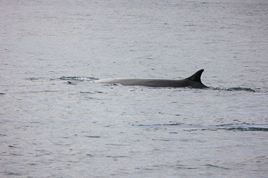 2022-08-11-R6A-Dag-1-Hvaler-141.jpg