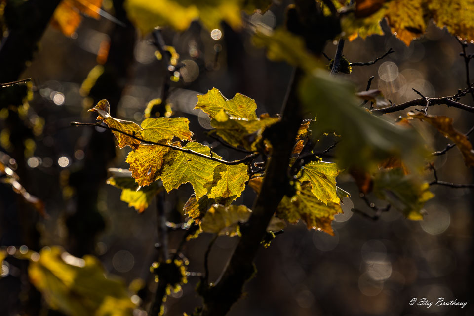 2024-10-14-R5II-Stette-039.jpg