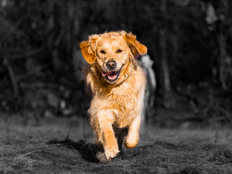 Hundeglede 2024-03-16-R5-Hjellane-029.jpg