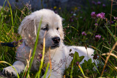 Balder i blomstereng 2024-07-21-R6II-Hunder-064.jpg