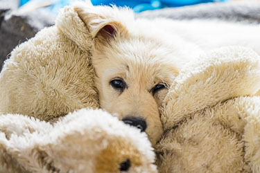 Søtt? 2024-08-07-R6II-Hundane-019.jpg