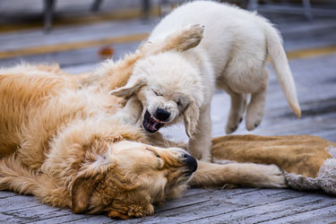 Full innsats 2024-08-07-R6II-Hundane-049.jpg