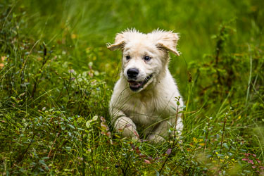 God trening 2024-08-21-R6II-Skinstadreset-365.jpg