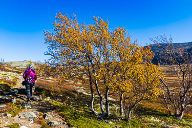 Tur i høstfjellet 2024-09-22-R5II-Dovrefjell-033.jpg
