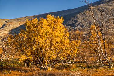 Høstgull på Furuhaugli 2024-09-22-R5II-Dovrefjell-166.jpg