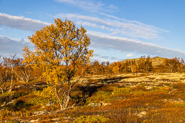 Høstsol 2024-09-22-R5II-Dovrefjell-173.jpg