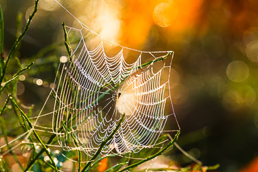 Flittig arbeider 2024-11-08-R5II-Stette-177.jpg