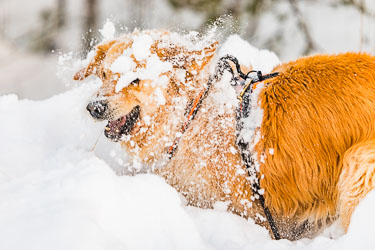  Der var helt sikkert en mus 2025-01-08-R5II-Broene-389.jpg