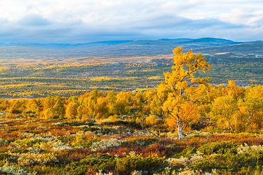 Høstlys 2025-09-20-R5II-Dovrefjell-153.jpg
