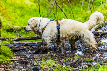 Hva er det med hunder og gjørme 2025-09-26-R5II-Stette-069.jpg