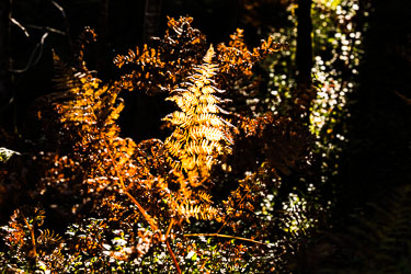 Høst 2025-09-26-R5II-Stette-623.jpg