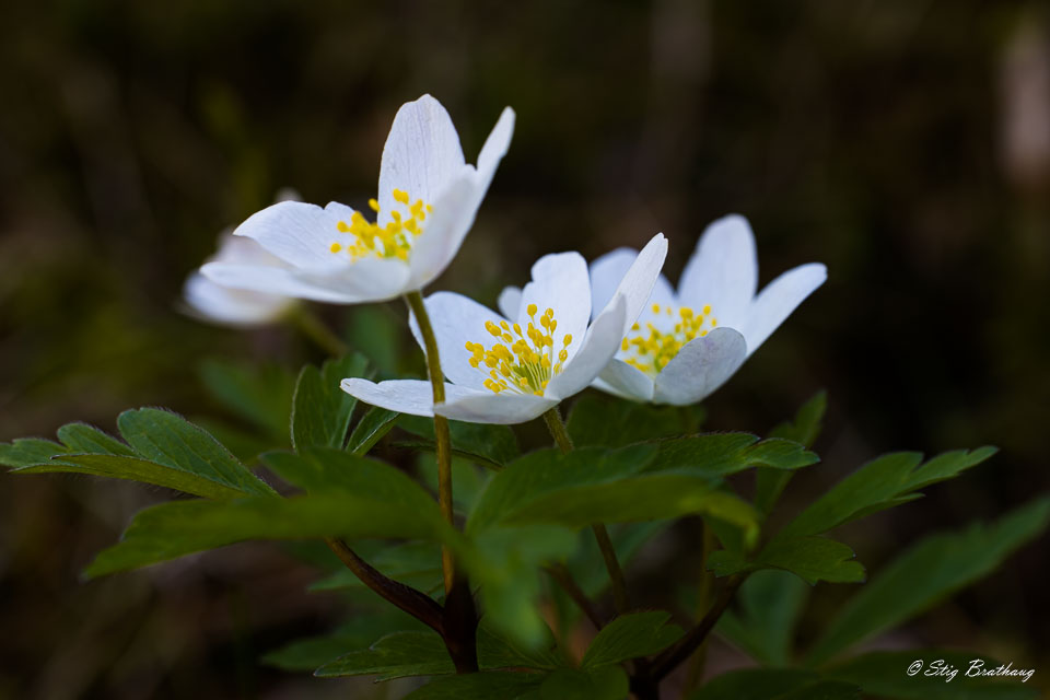 2023-05-07-R5-Vårblomster-003.jpg