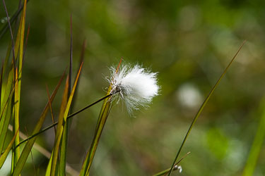 Blomster og vekster