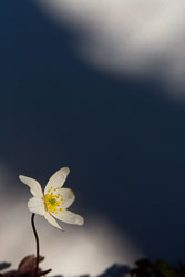 Blomster og vekster