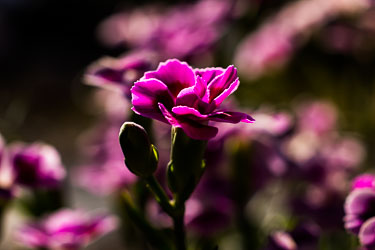 Blomster og vekster Blomster og vekster
