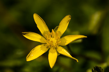 Blomster og vekster Blomster og vekster