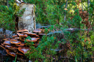 Naturen tar tilbake 2014-09-12-5D-Fannedalen-018.jpg