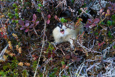 2013-10-01-7D-Grytavatnet-049.jpg