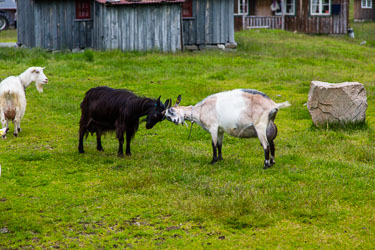 Fugler og Dyr Fugler og Dyr