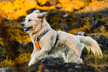 Høst i strandkanten 2025-09-26-R5II-Stette-523.jpg