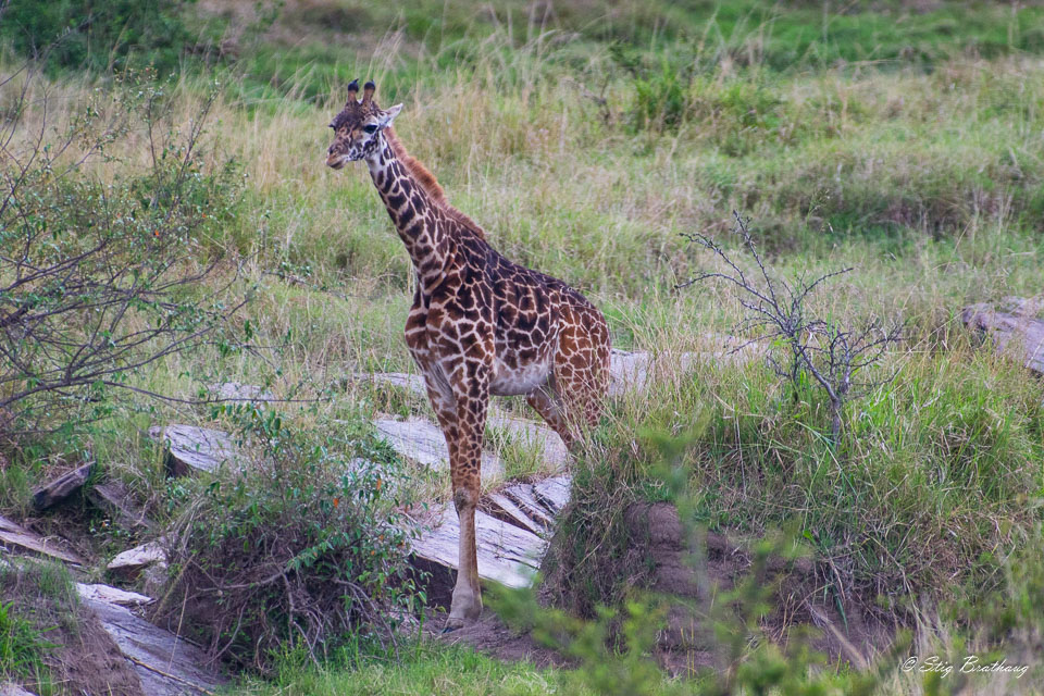 2018-09-09-7D2-Afrika-1-3573.jpg