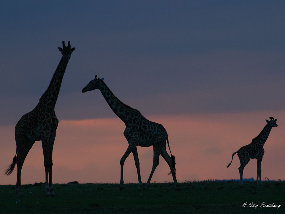 2018-09-09-7D2-Afrika-1-3756.jpg