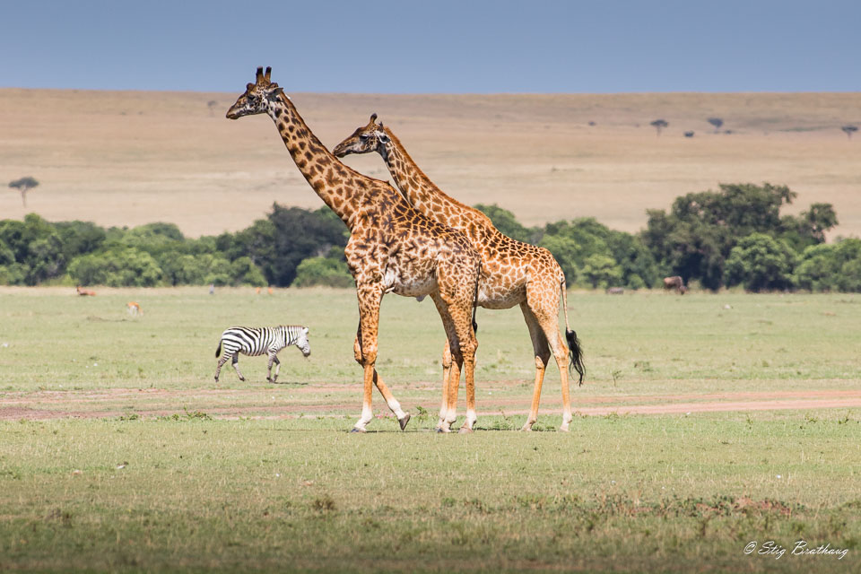 2018-09-09-7D2-Afrika-2-2374.jpg