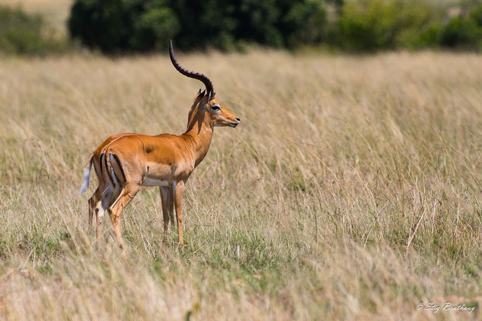 2018-09-09-7D2-Afrika-1-042.jpg