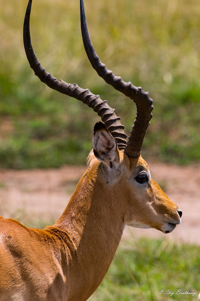 2018-09-09-7D2-Afrika-1-065.jpg