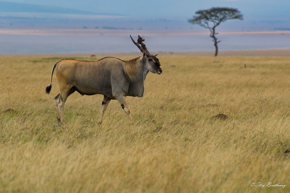 2018-09-09-7D2-Afrika-1-3004.jpg