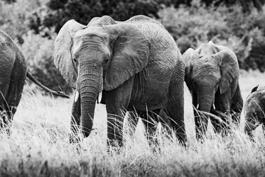 2018-09-09-7D2-Afrika-2-1606.jpg