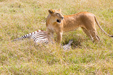 Må se om alt er i orden rundt meg 2018-09-09-5D-Afrika-1111.jpg